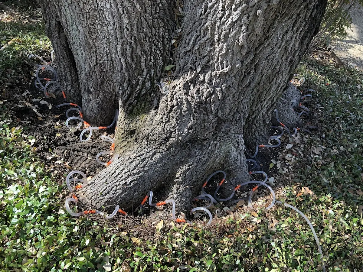 Detailed Tree Cabling and Bracing job site in Caspar