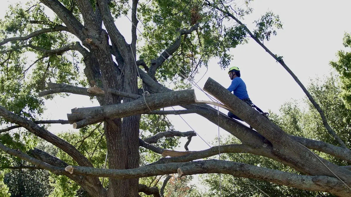 Professional Crown Thinning performed by certified arborists in Caspar